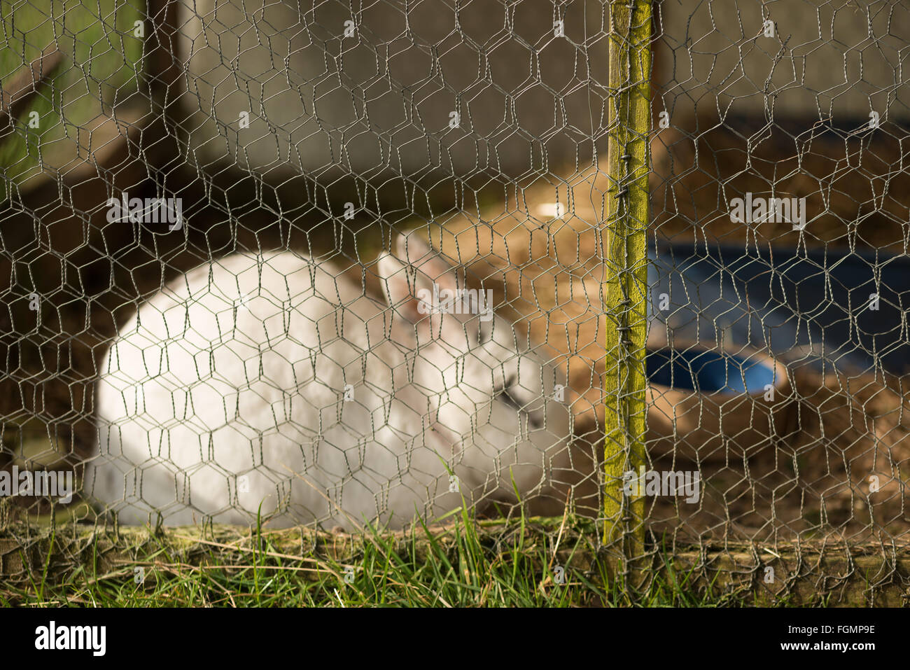 Amato home pet rabbit ingabbiata in esterno eseguito su erba con filo di pollo per proteggere da volpi sul prato ed erba Foto Stock