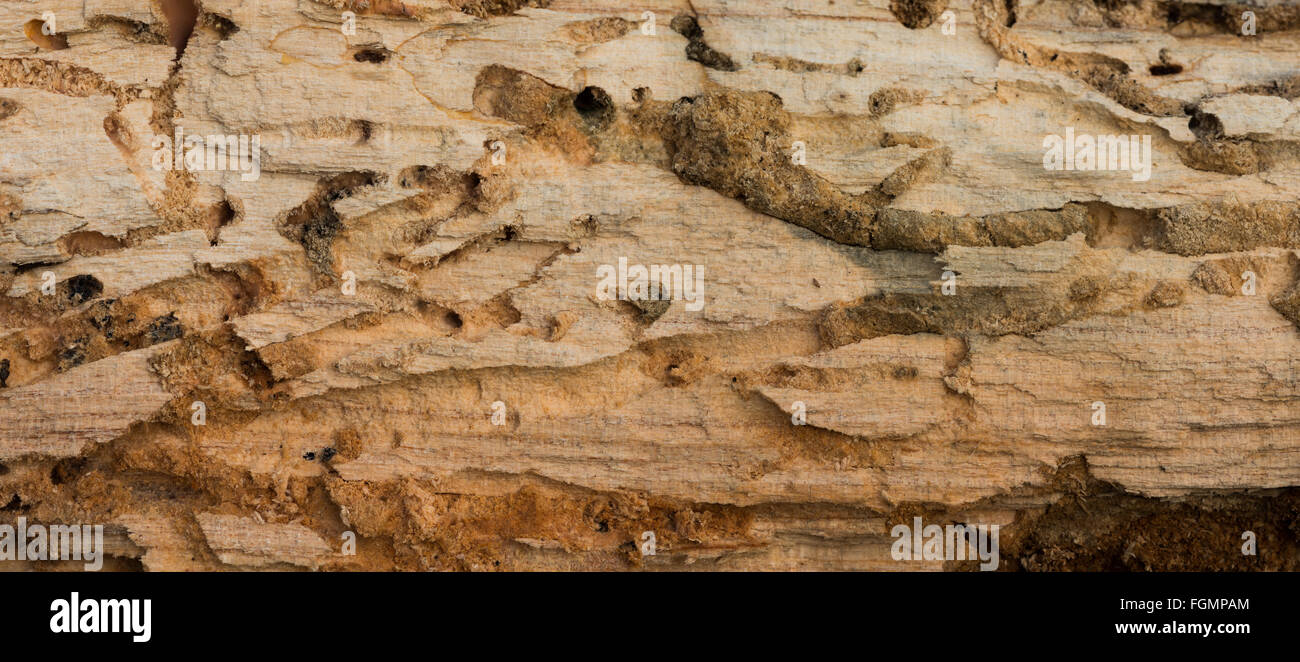 Burrow camere in ciliegio morto tronco di albero esposta a rivelare il legno worm e beetle burrows camere laterali collegati con frass Foto Stock