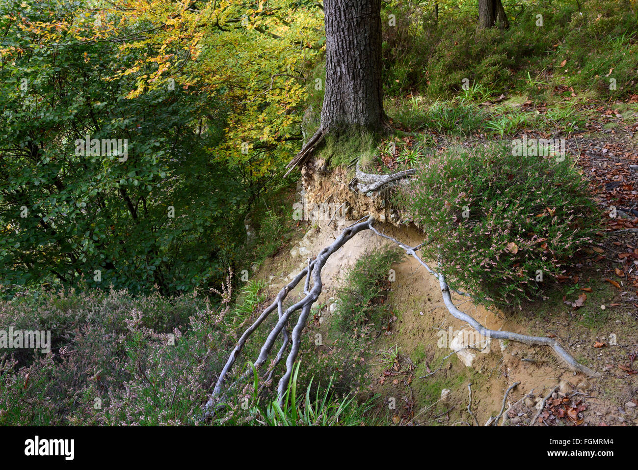 Albero radici esposte dall erosione Foto Stock