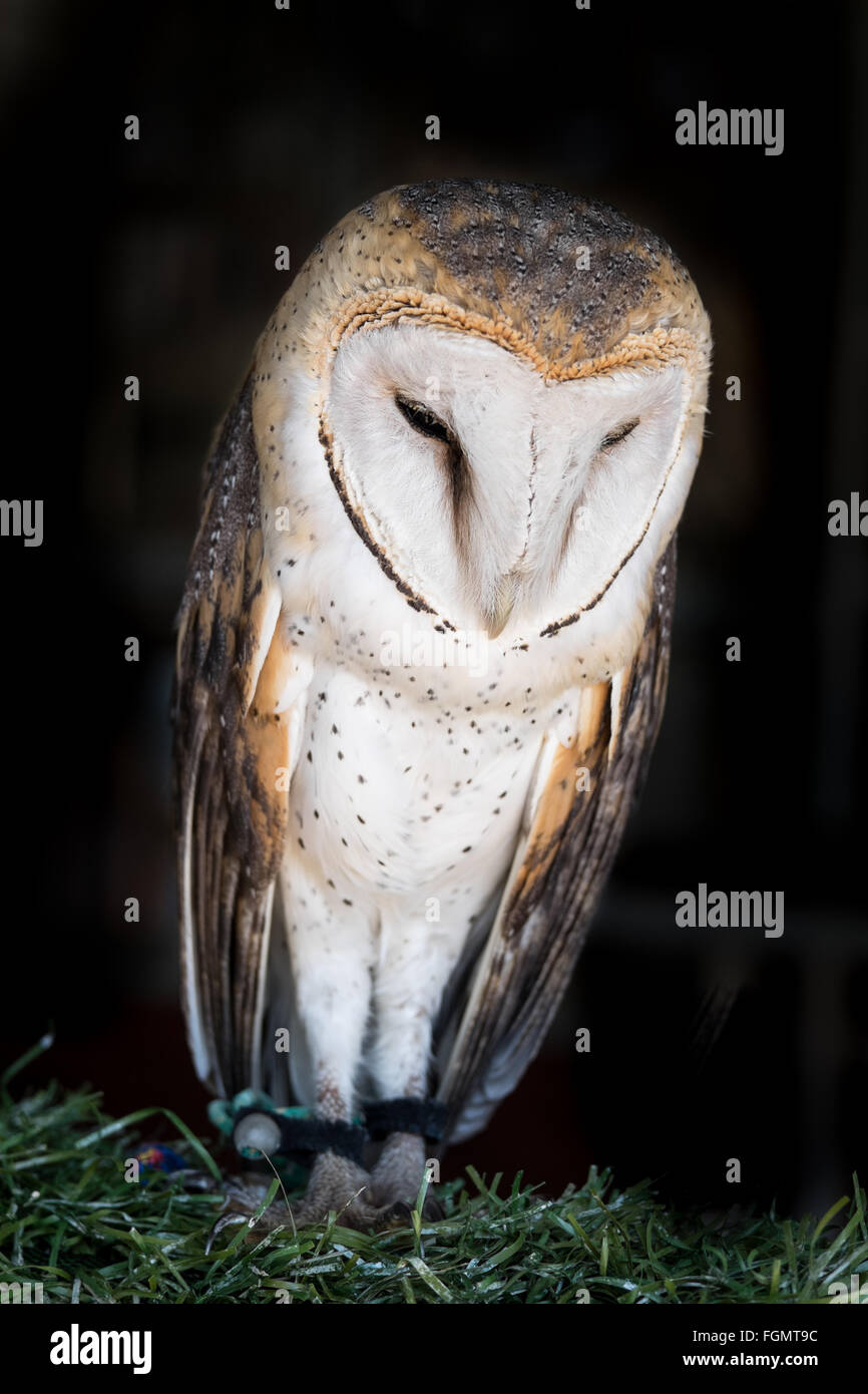 Captive Owl, Sud Africa Foto Stock