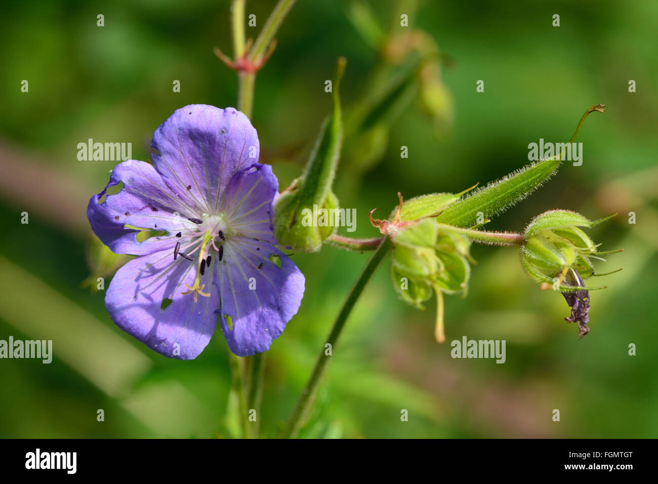 Prato della gru-bill (Geranium endressii). Selvaggio Blu geranio (Famiglia Geraniaceae) in fiore in un prato inglese Foto Stock