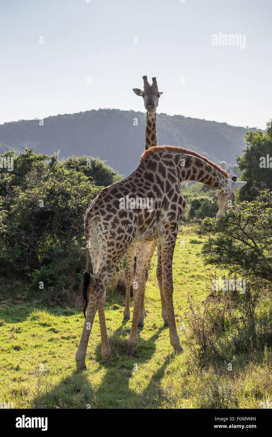Le giraffe, Kareiga Game Reserve, Sud Africa Foto Stock