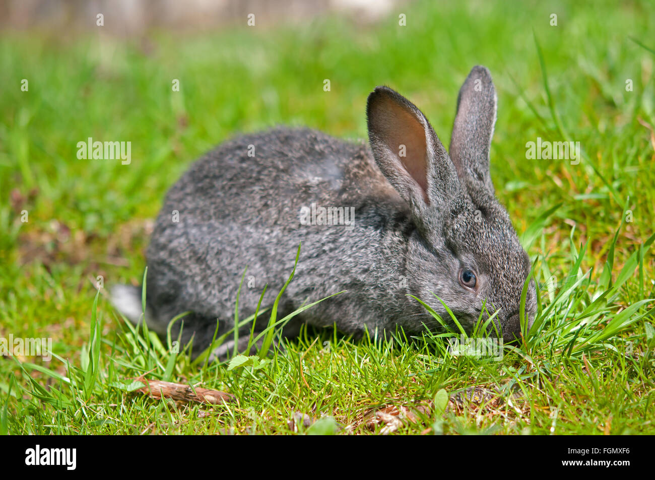 Piccolo coniglio è su un pascolo Foto Stock
