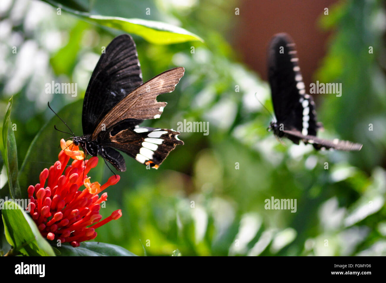 Due farfalle volare e a piedi su un fiore Foto Stock