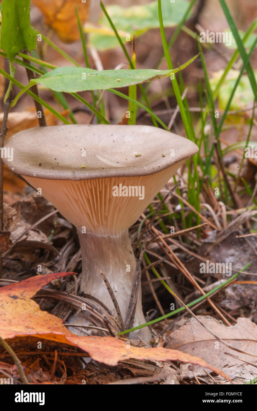 Semi di anice, toadstool Clitocybe odora, crescendo in foglia-figliata in Frontenac Parco Provinciale, Ontario, Canada Foto Stock