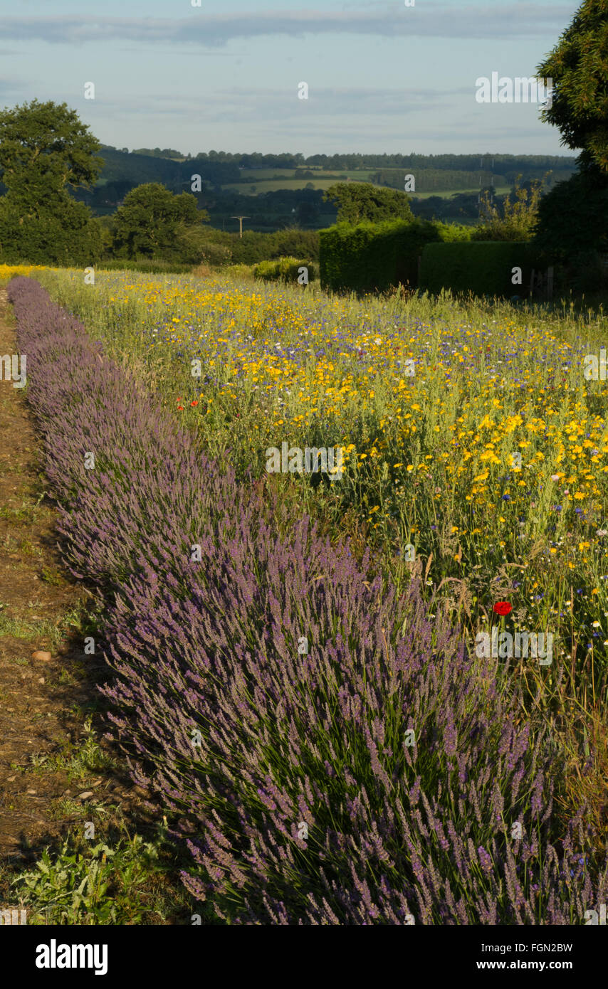 Campi di lavanda e di fiori di mais nell'Hampshire, Inghilterra, Regno Unito, durante l'estate o luglio Foto Stock