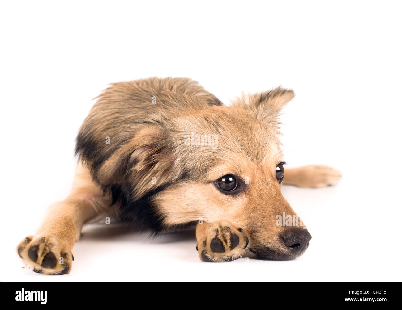 Carino di razza mista ritratto di cane Foto Stock