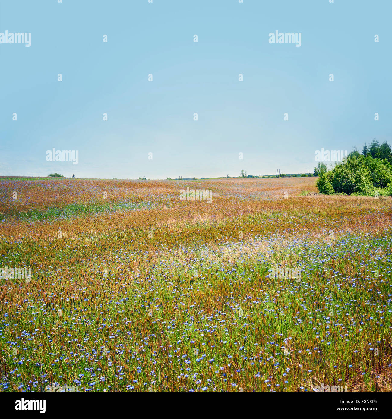 Il colore del prato cornflowers e frumento in estate la luce del sole Foto Stock