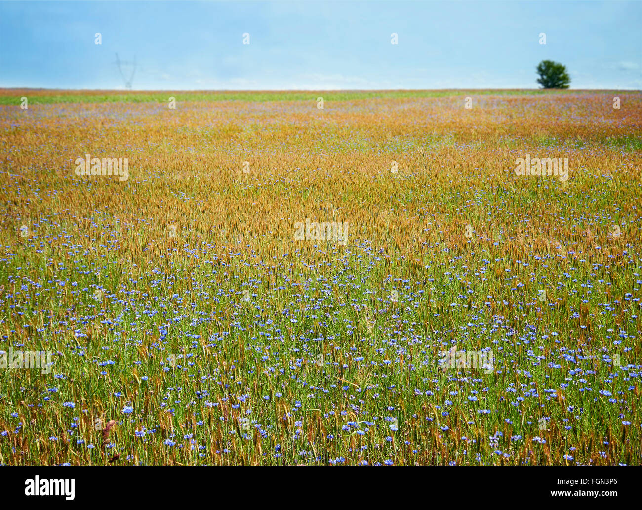 Il colore del prato cornflowers e frumento in estate la luce del sole Foto Stock