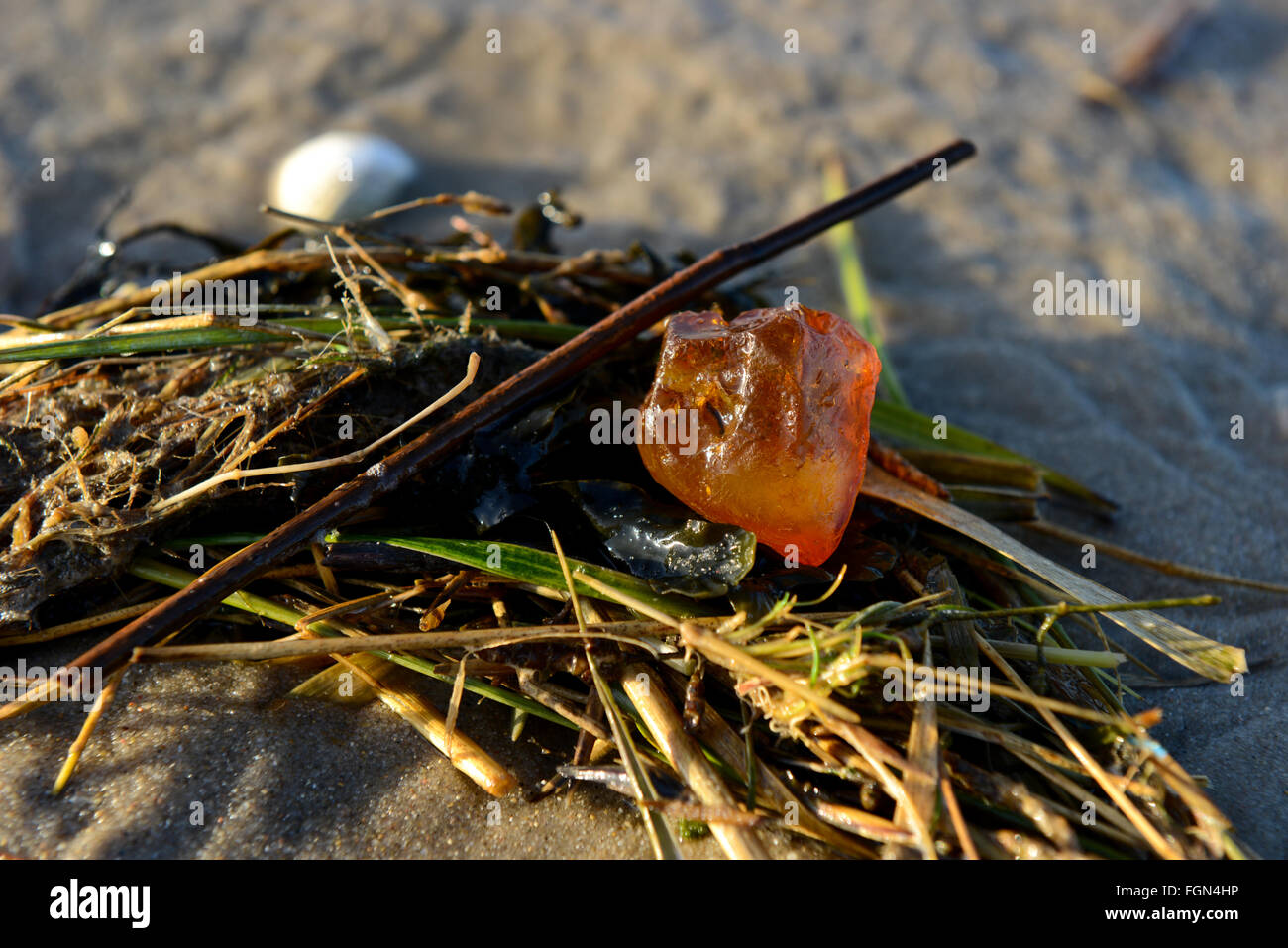 Giallo ambra sulla spiaggia Foto Stock