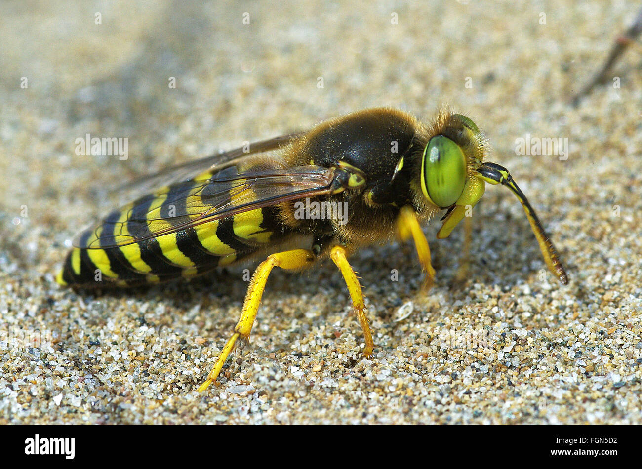 Sabbia wasp Bembix rostrata (Crabronidae) Foto Stock