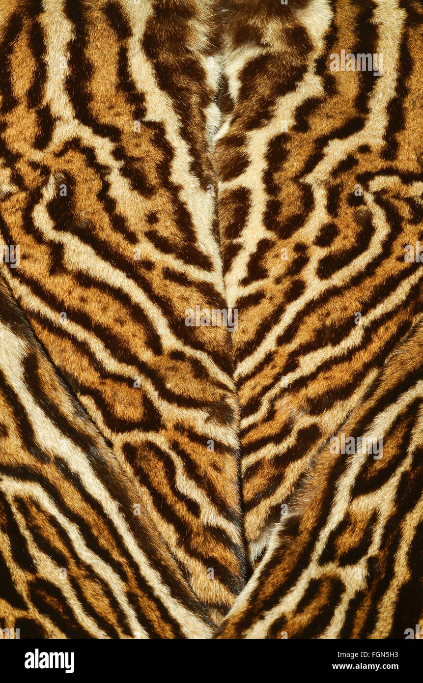 pelliccia felina di fondo texture Foto Stock