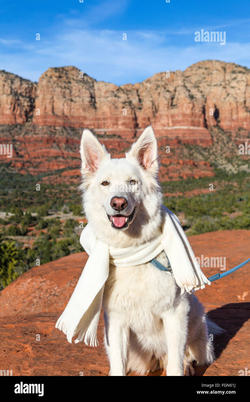 Cane a si affacciano dalla campana Arrampicata trail indossando sciarpa Foto Stock