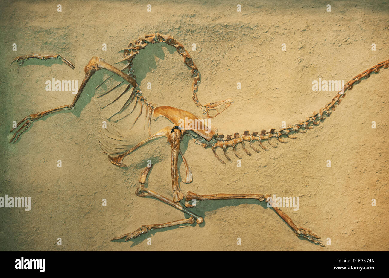 Fossile di dinosauro (Struthiomimus altus) Royal Tyrrell Museum, Drumheller, Alberta, Canada Foto Stock