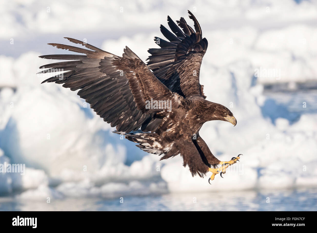 Immaturo bianco-tailed eagle, Haliaeetus albicilla, con pesce, Rausu, offshore Hokkaido, Mare di Ohotsk, Giappone Foto Stock