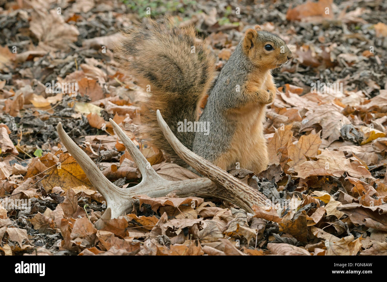 Eastern Fox Squirrel (Sciurus niger), alla ricerca di cibo, White-tailed Deer antlers, Autunno, e NA, Di Skip Moody/Dembinsky Photo Assoc Foto Stock