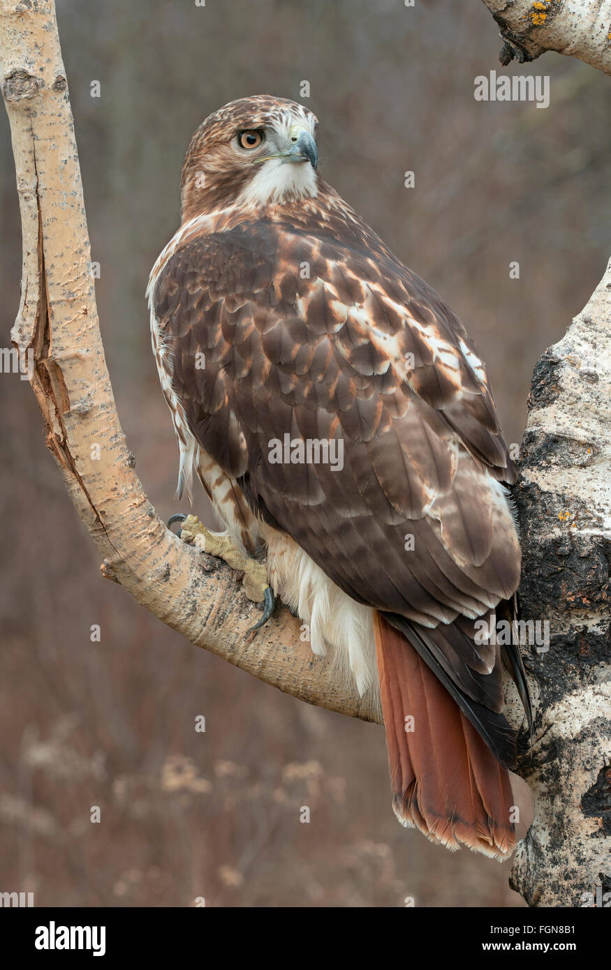 Falco Dalla Coda rossa (Buteo jamaicensis) Adulto, seduto ad Aspen Tree, e USA, di Skip Moody/Dembinsky Photo Assoc Foto Stock