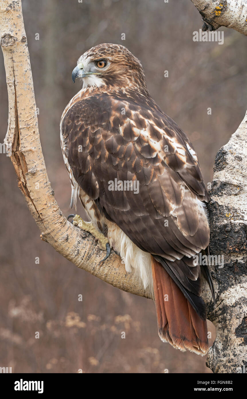 Falco Dalla Coda rossa (Buteo jamaicensis) Adulto, seduto ad Aspen Tree, e USA, di Skip Moody/Dembinsky Photo Assoc Foto Stock