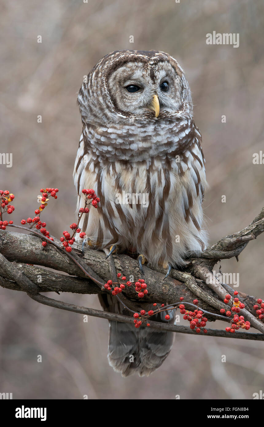 Bloccate Allocco (Strix varia) seduto sul ramo di albero, con bacche agrodolce ((Celastrus scandens), inverno, Michigan STATI UNITI Foto Stock