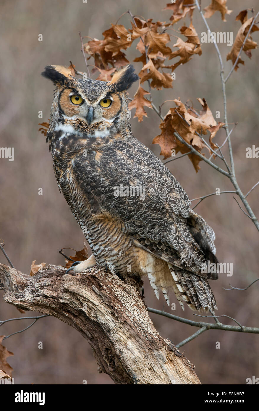 Grande Orned Owl Bubo virginianus arroccato su tree stump, N America orientale, di Skip Moody/Dembinsky Photo Assoc Foto Stock