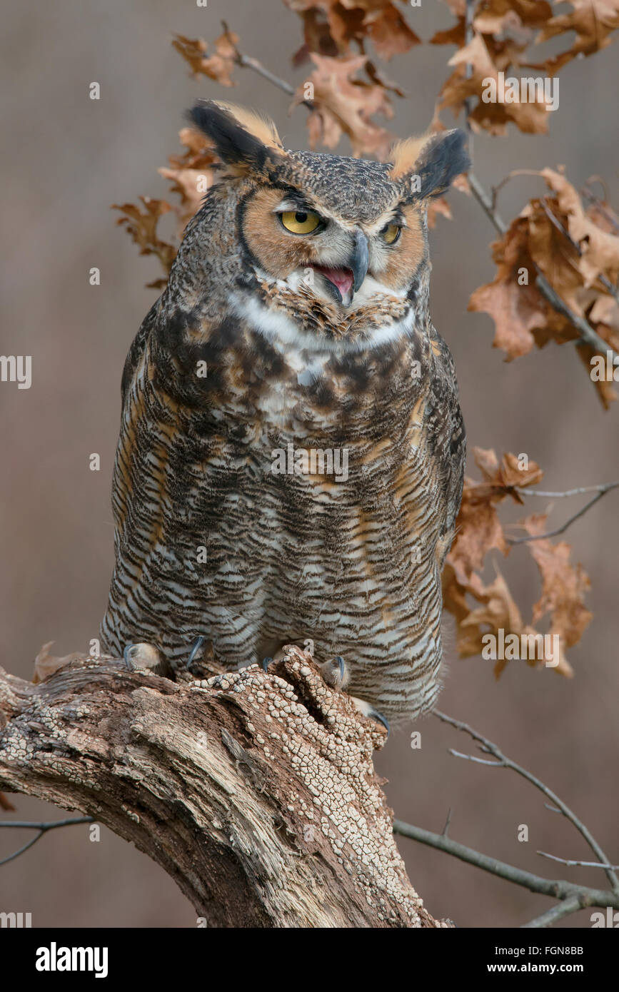 Grande Orned Owl Bubo virginianus arroccato su tree stump, N America orientale, di Skip Moody/Dembinsky Photo Assoc Foto Stock