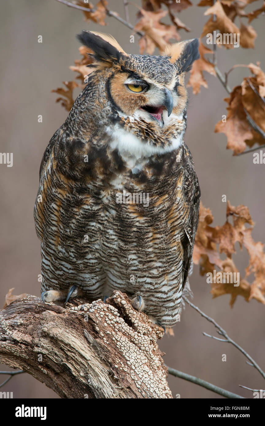 Grande Orned Owl Bubo virginianus arroccato su tree stump, N America orientale, di Skip Moody/Dembinsky Photo Assoc Foto Stock