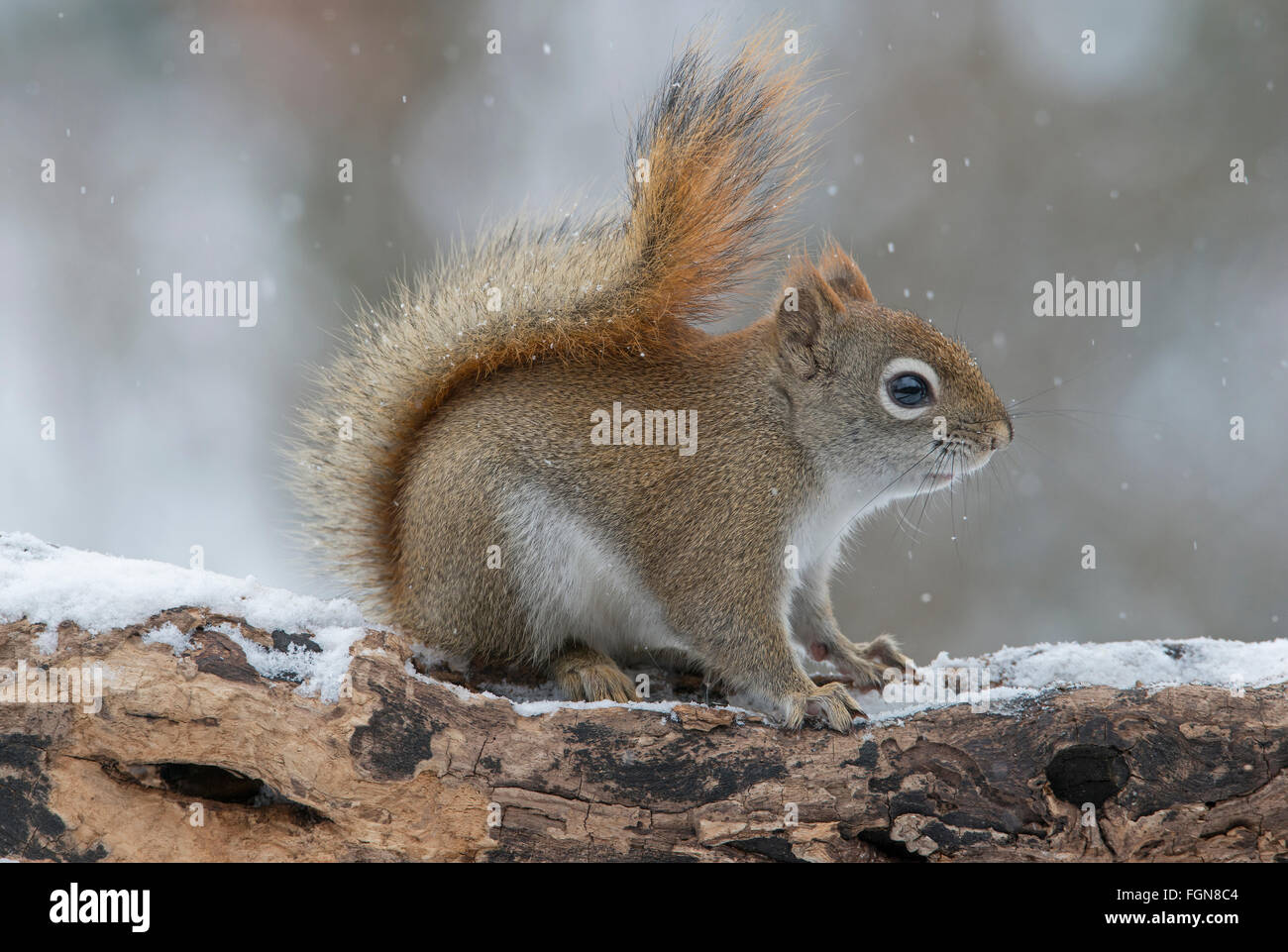 Eastern scoiattolo rosso alla ricerca di cibo (Tamiasciurus o Sciurus hudsonicus), inverno, e l'America del Nord Foto Stock