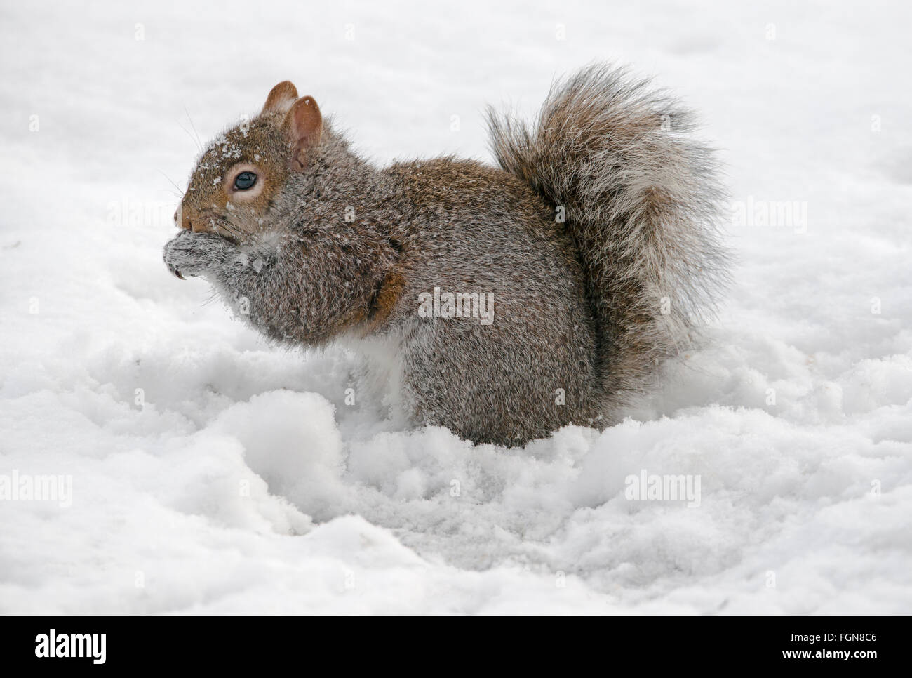 Grigio orientale scoiattolo (Sciurus carolinensis) mangiando memorizzato dadi, dopo la tempesta di neve, Michigan STATI UNITI Foto Stock