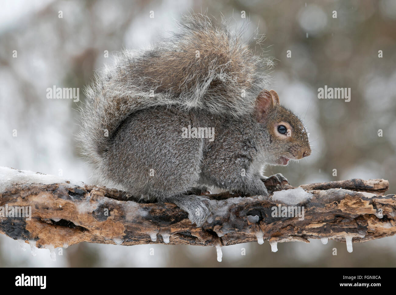 Grigio orientale scoiattolo (Sciurus carolinensis) in cerca di cibo dopo la tempesta di neve, Michigan STATI UNITI Foto Stock