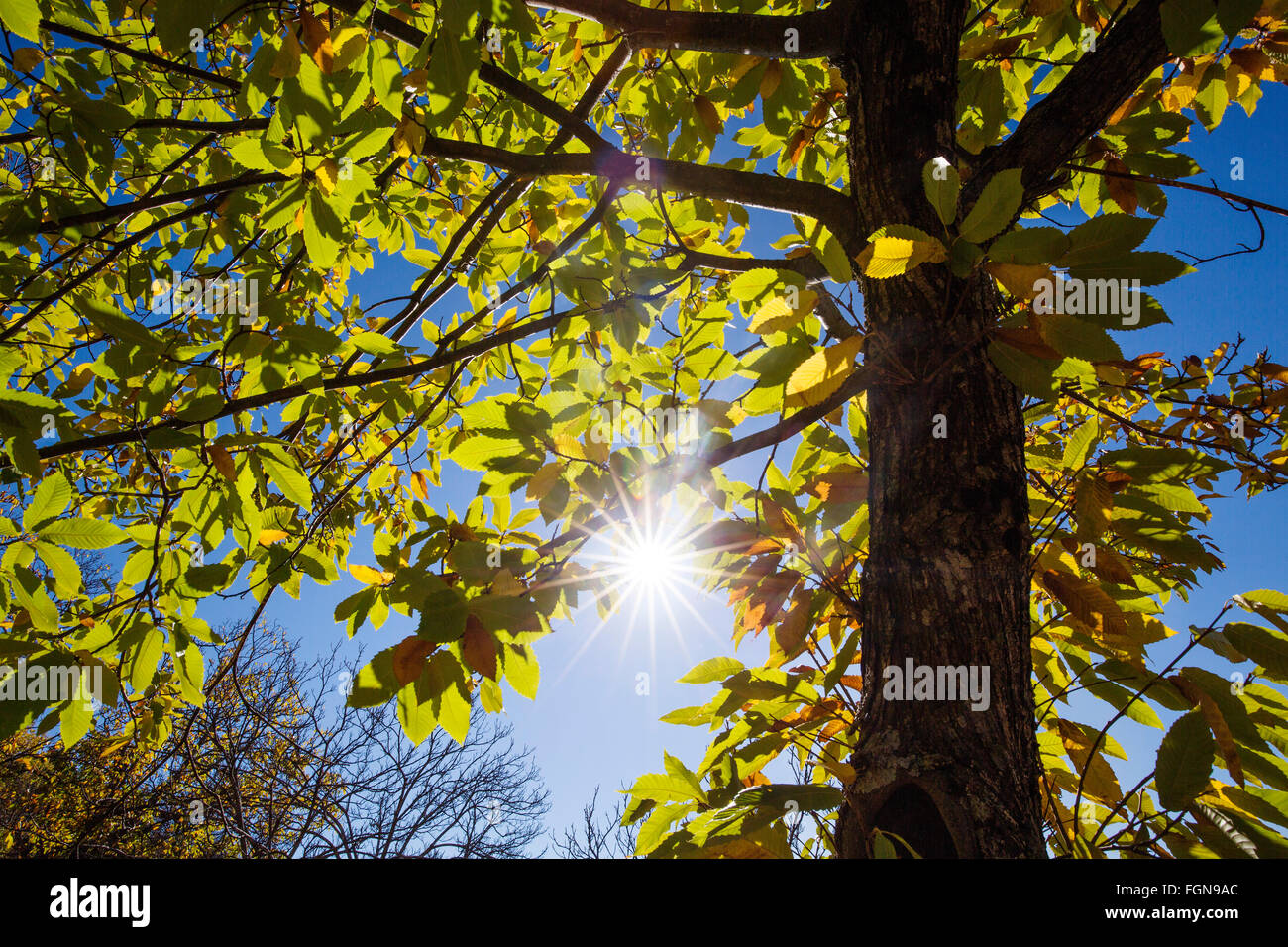 Foglie di autunno bosco di castagni, Igualeja Genal valley, Serrania de Ronda. Provincia di Malaga, Andalusia Spagna meridionale Foto Stock