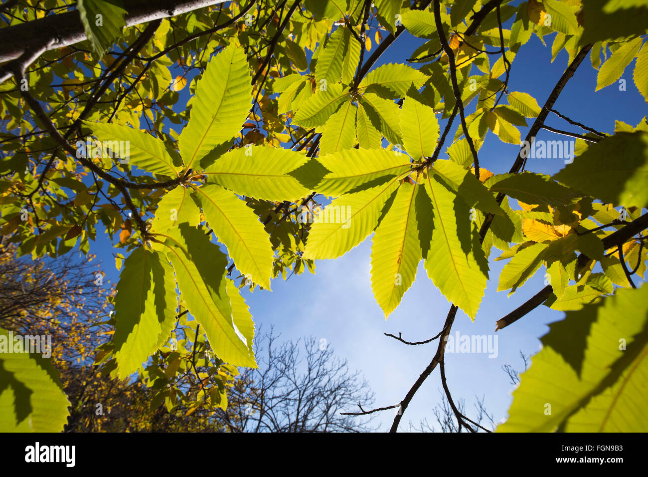 Foglie di autunno bosco di castagni, Igualeja Genal valley, Serrania de Ronda. Provincia di Malaga, Andalusia Spagna meridionale Foto Stock