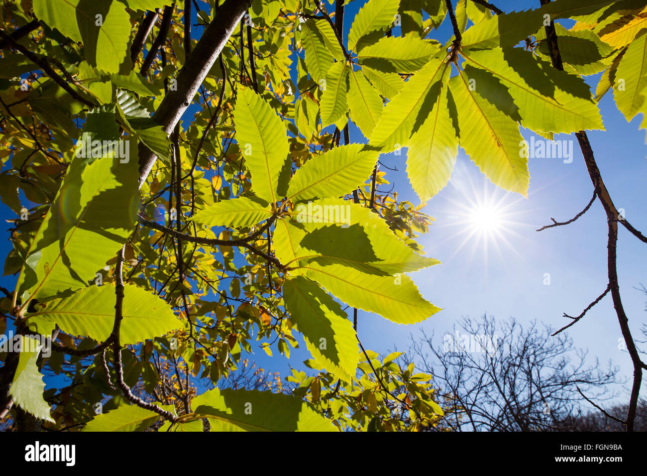 Foglie di autunno bosco di castagni, Igualeja Genal valley, Serrania de Ronda. Provincia di Malaga, Andalusia Spagna meridionale Foto Stock