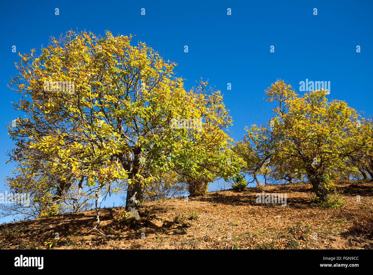 Foglie di autunno bosco di castagni, Igualeja Genal valley, Serrania de Ronda. Provincia di Malaga, Andalusia Spagna meridionale Foto Stock