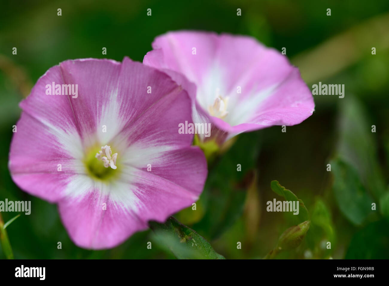 Campo centinodia (Convolvulus arvense). Fiori rosa e bianchi di questa pianta nella gloria di mattina la famiglia Convolulaceae Foto Stock