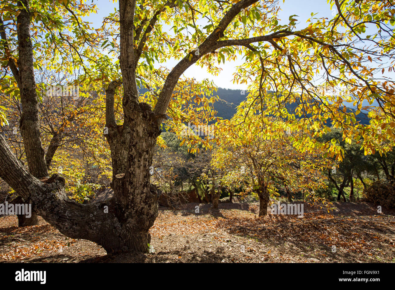 Foglie di autunno bosco di castagni Igualeja, Genal valley, Serrania de Ronda. Provincia di Malaga, Andalusia Spagna meridionale Foto Stock