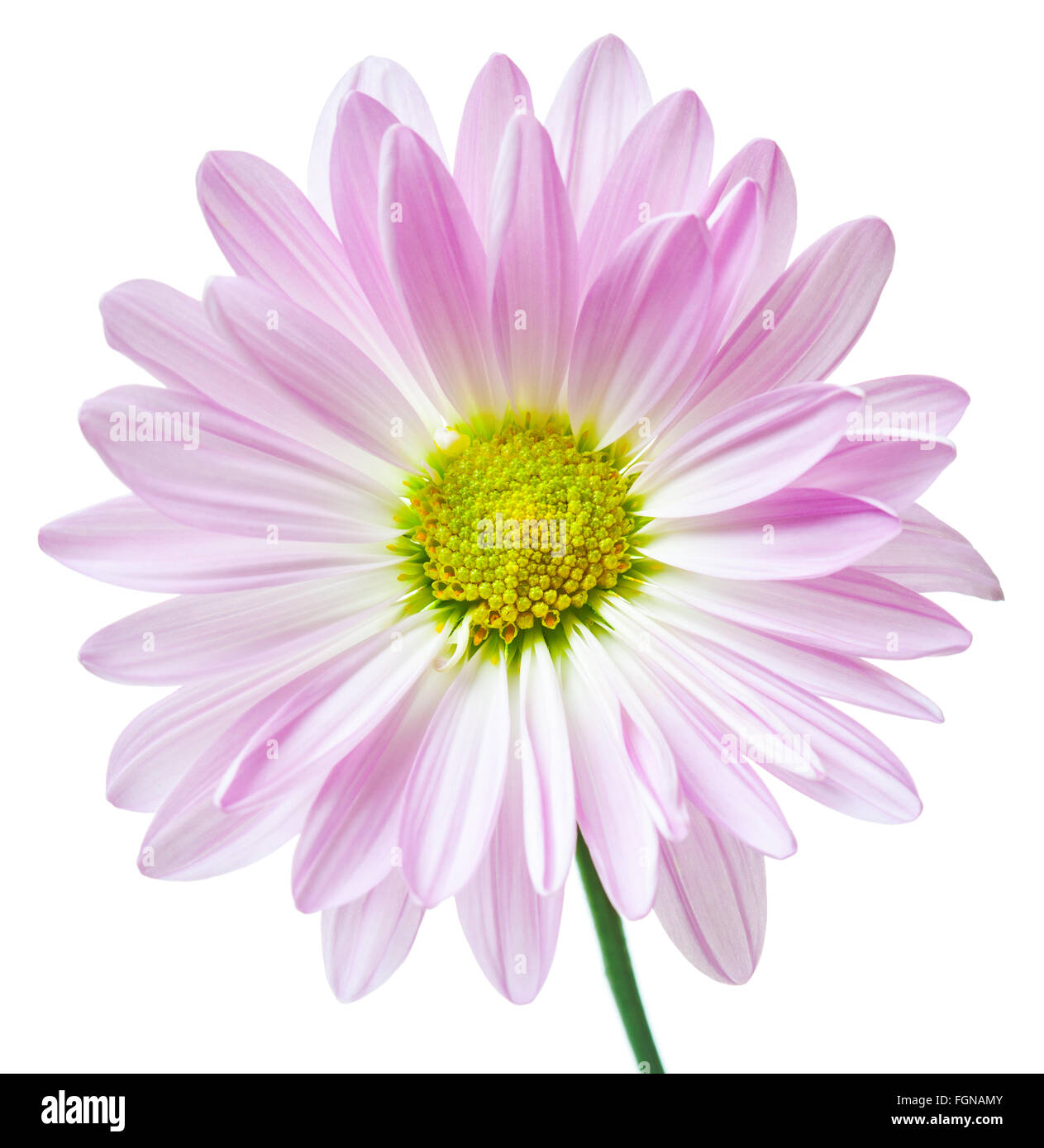 Daisy Flower Pink bianche margherite giallo fiore fiori floreali isolato Foto Stock