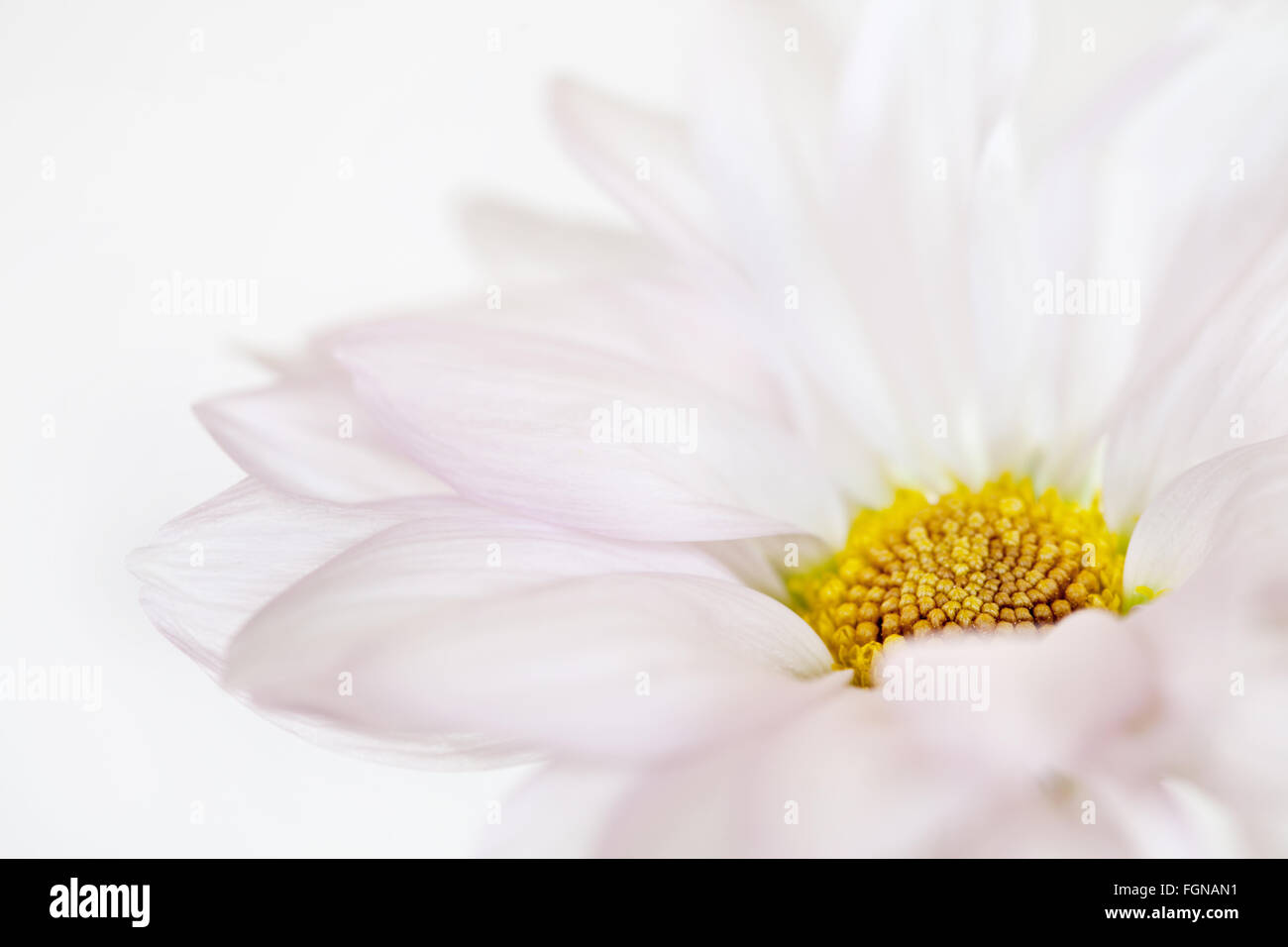 Daisy fiore bianco giallo margherite sbocciare fiori floreali isolato Foto Stock