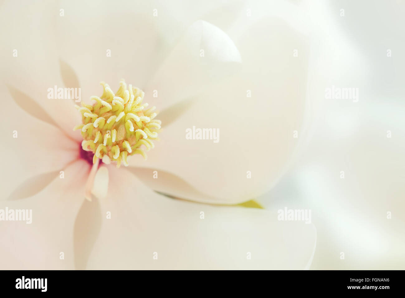 Bianco fiore di Magnolia alta chiave fiori tropicali Foto Stock