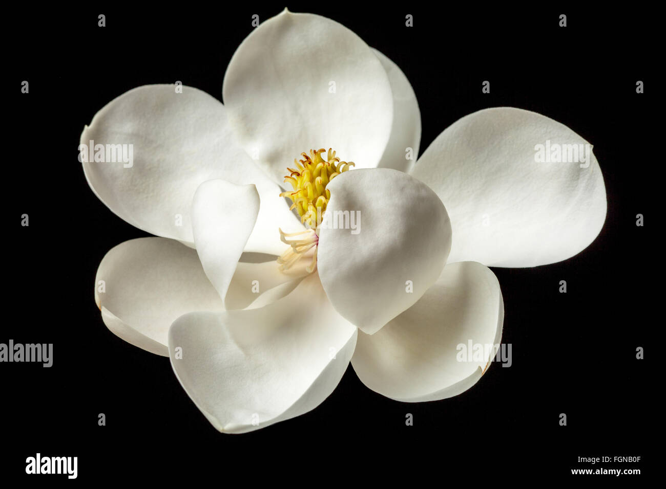 Fiore di Magnolia Magnolie bianco fiori floreali Foto Stock