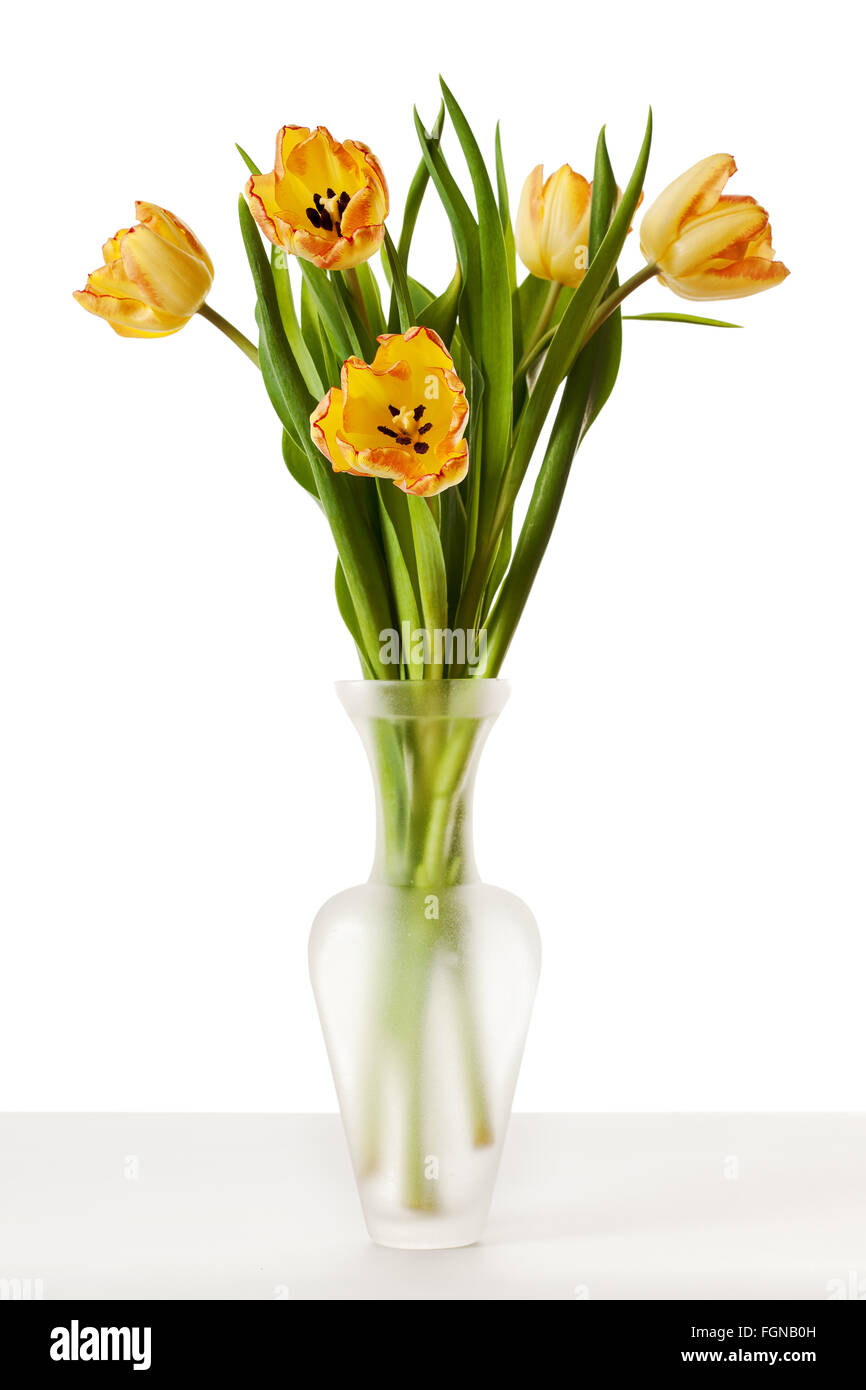 I tulipani giallo rosso Orange Tulip fiori isolati su sfondo bianco Foto Stock