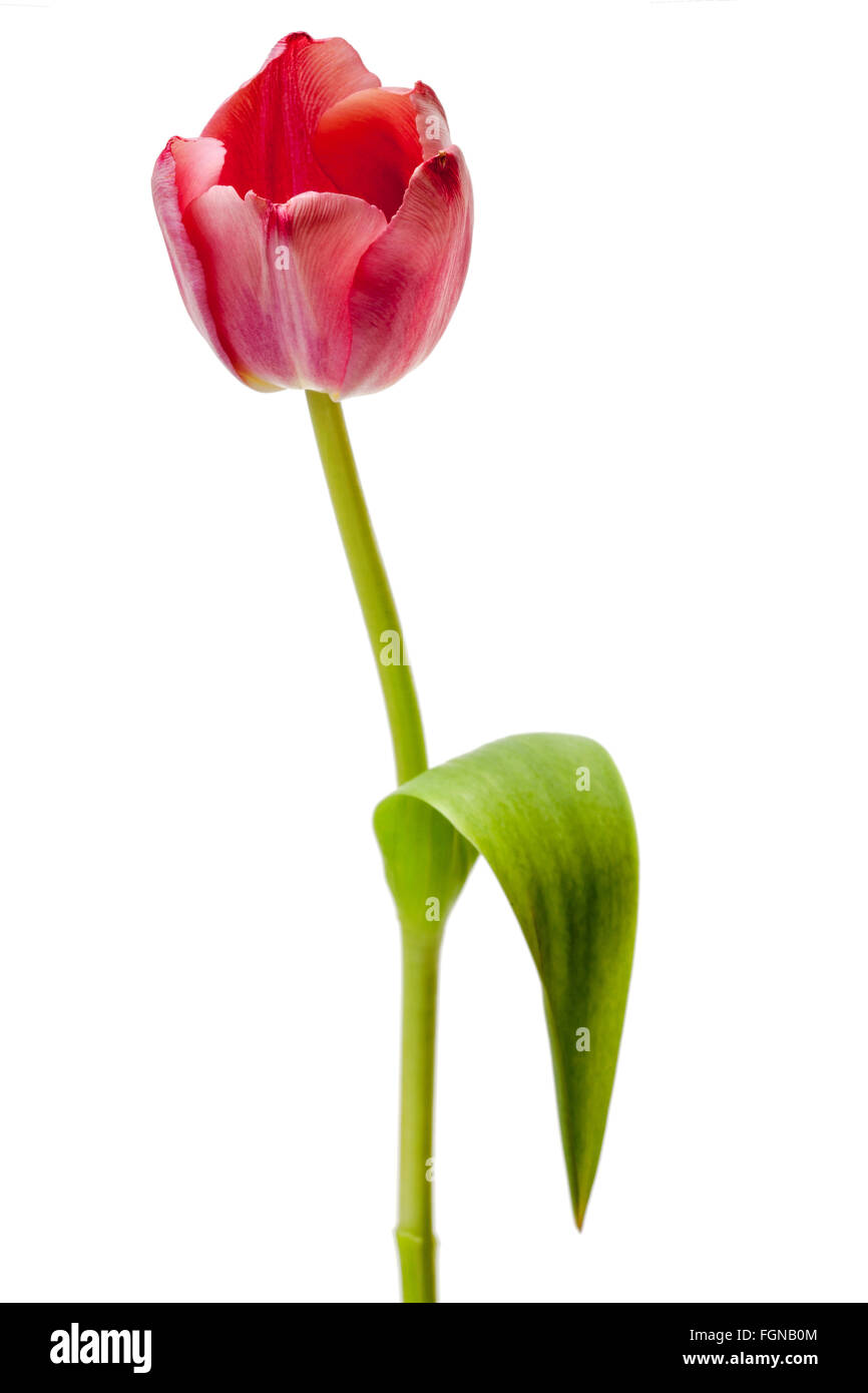 Tulip fiore rosa salmone tulipani rosso floreale di fiori su sfondo bianco Foto Stock