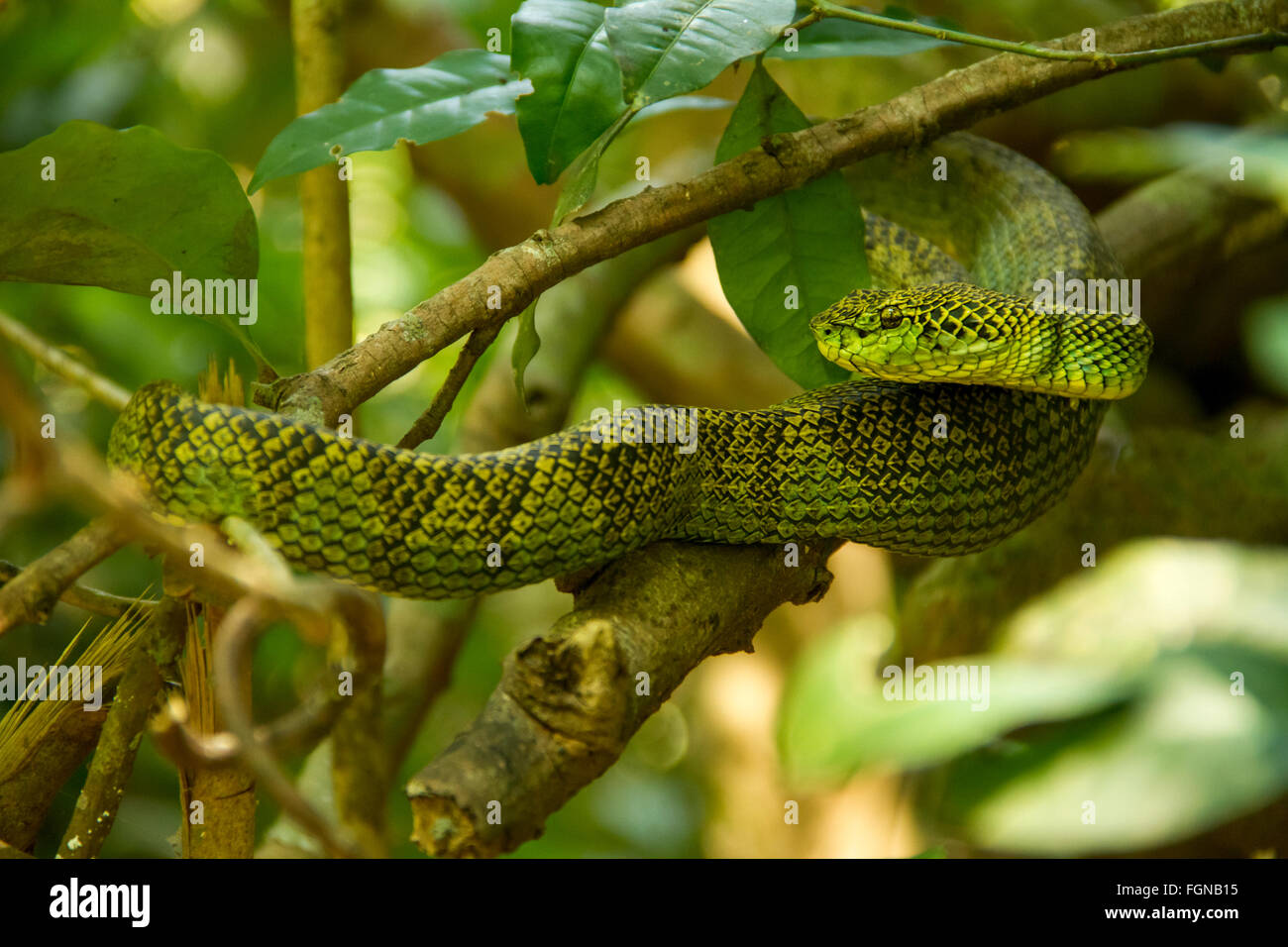 Il Crotalinae, comunemente noto come pit vipere, crotaline serpenti, o buca sommatori, sono una sottofamiglia di serpenti velenosi Foto Stock