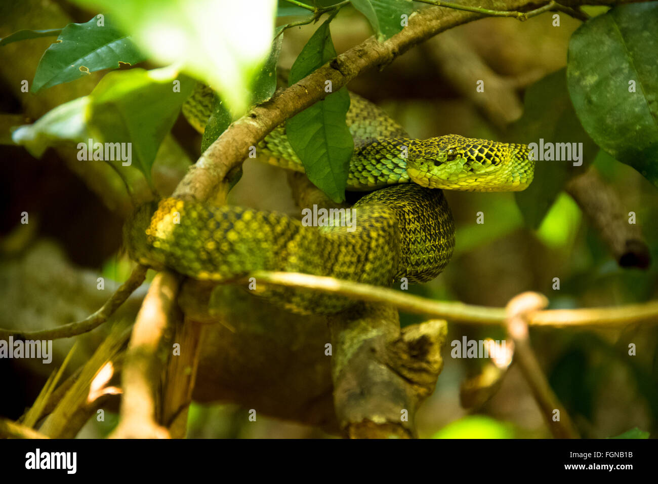 Il Crotalinae, comunemente noto come pit vipere, crotaline serpenti, o buca sommatori, sono una sottofamiglia di serpenti velenosi Foto Stock