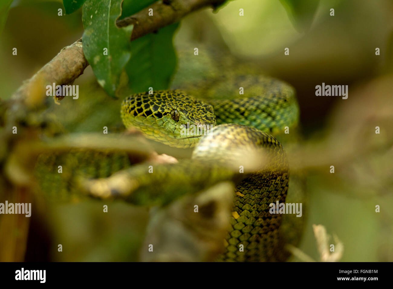 Il Crotalinae, comunemente noto come pit vipere, crotaline serpenti, o buca sommatori, sono una sottofamiglia di serpenti velenosi Foto Stock