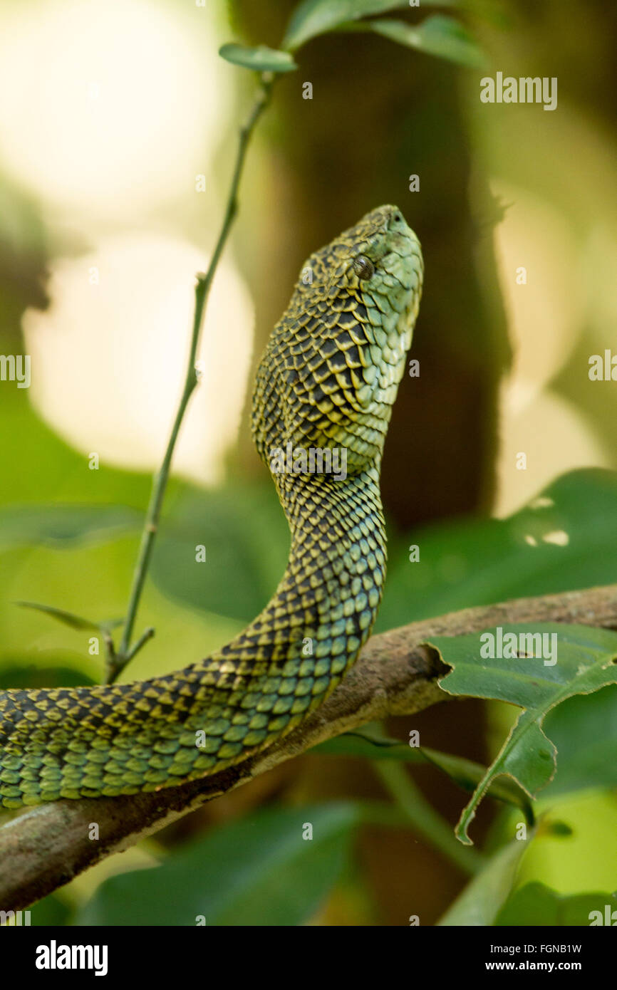 Il Crotalinae, comunemente noto come pit vipere, crotaline serpenti, o buca sommatori, sono una sottofamiglia di serpenti velenosi Foto Stock