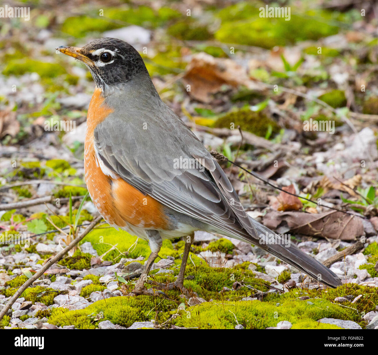 Bel maschio American Robin (Turdus migratorius) a caccia di cibo Foto Stock