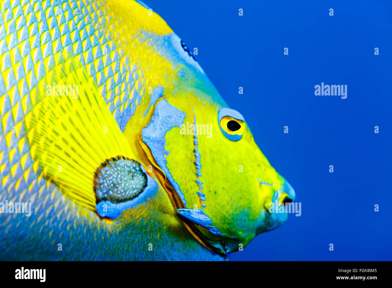 Dettaglio delle scale della regina Angelfish faccia holacanthus ciliaris in acqua blu Foto Stock