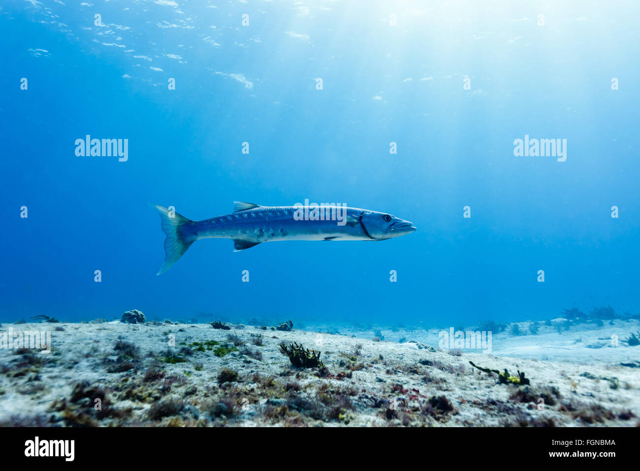 Veduta laterale del Barracuda Sphyraena barracuda nuotare nel mare azzurro Foto Stock
