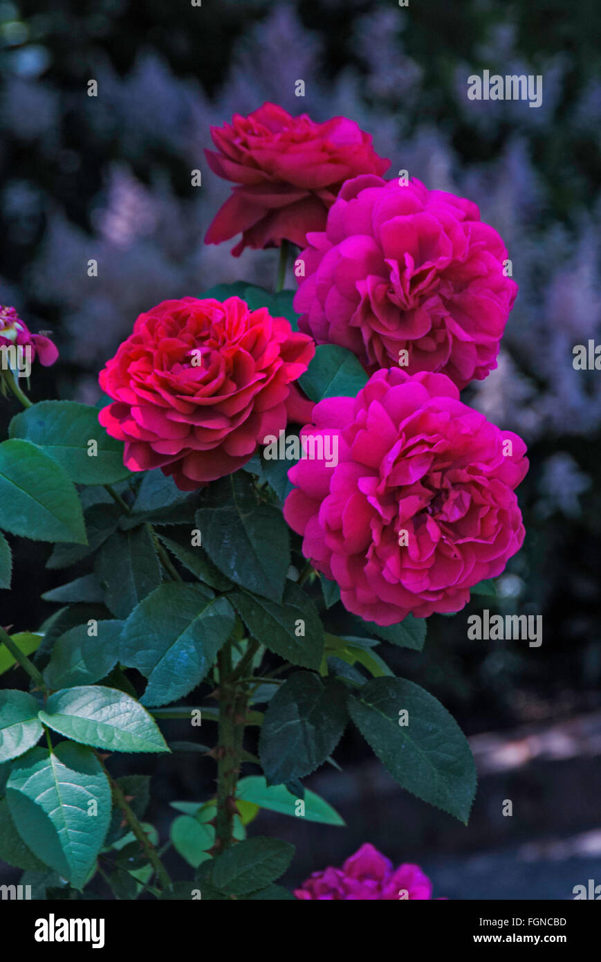 Rosa, Rosa L D Braithwaite, arbusto. Rosa inglese, David Austin Rose, Foto Stock