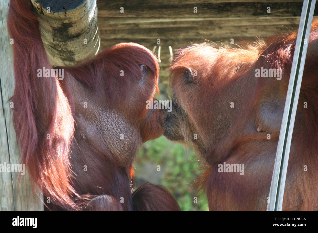 Kissing orangutan, selvatici, amore, Kiss, animale Foto Stock